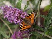 Schmetterling auf Blüte