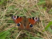 Schmetterling auf Blüte