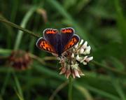 Schmetterling auf Blüte