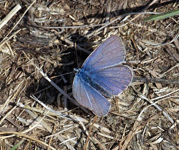 Schmetterling