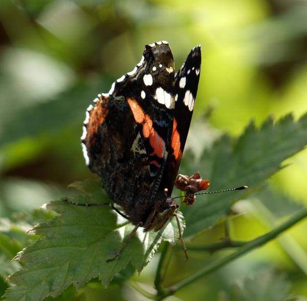 Schmetterling