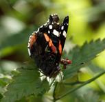 Schmetterling