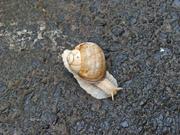 Schnecke auf Wanderschaft ...