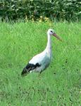 Storch im Feld