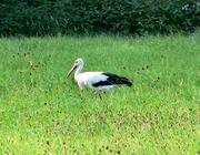 Storch im Feld