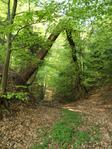 Halb zugewachsener Weg im Katzbachtal