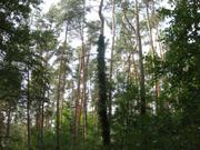 Wald in Babenhausen