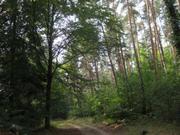 Wald 