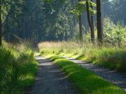 Waldweg