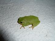 Kleiner Laubfrosch