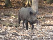 Wildschwein