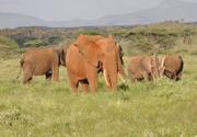 Elefanten nach dem Bad im Schlammfluss ( Samburu)