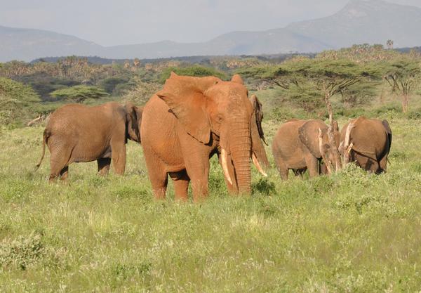 Elefanten nach dem Bad im Schlammfluss ( Samburu)