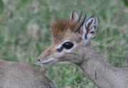 Kirk’s Dik-Dik-Männchen