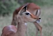 Impaula (Impala) - weiblich