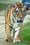 Tiger (Safari-Park, Frankreich)