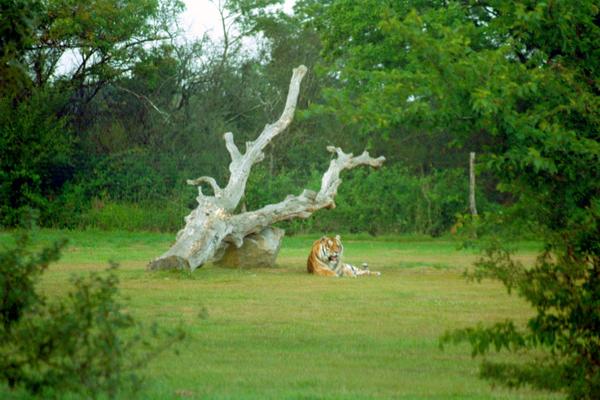 Ruhender Tiger (Safari-Park, Frankreich)