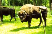 Wisent