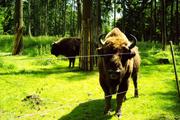 Wisent