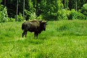 Wisent