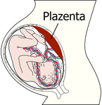 Placenta