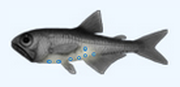 Lanternfish_180.png