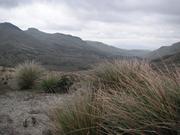 Paramo (Hochalpe) von Cayambe - Nordecuador 