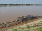  Fischzucht im Mekong